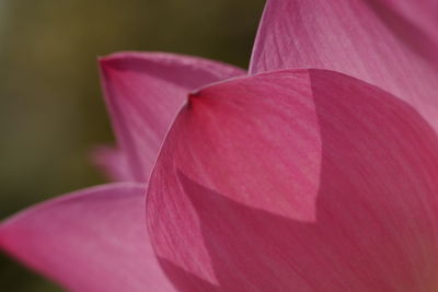 Close-up of pink lily