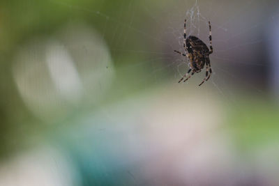 Close-up of spider on web