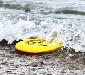 Close-up of yellow flower in water