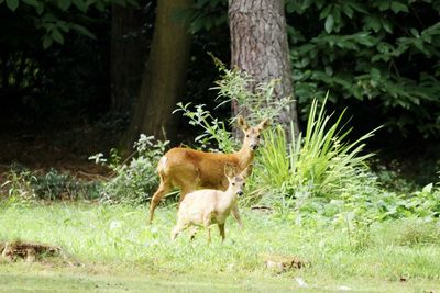 Deer in a forest