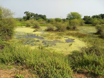 Scenic view of grassy field by lake against sky