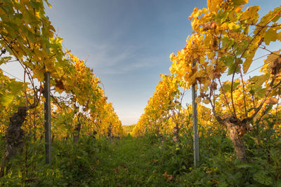 Looking down vineyard rows at sunset with changing yellow and golden leaves in autumn against sky