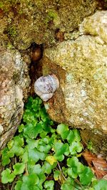 High angle view of snail on rock