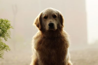 Close-up portrait of a dog