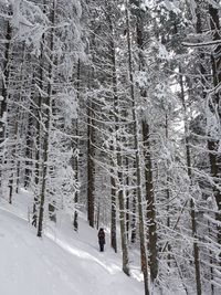 Snow covered land and trees in forest