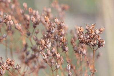 Close-up of fresh flowers blooming on tree