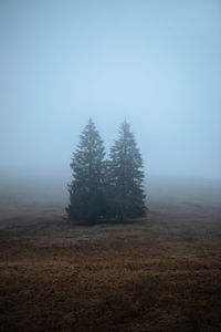 Pine trees on field against sky during autumn. moody,foggy nature landscape