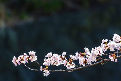 Close-up of white flowers on branch