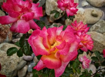 Close-up of pink flowers