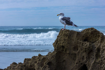 Bird perching on rock by sea against sky