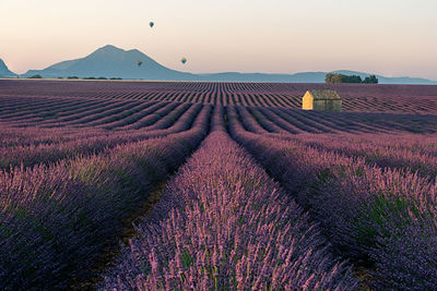 Scenic view of field against sky during sunset