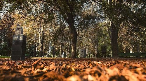 Surface level of trees in park
