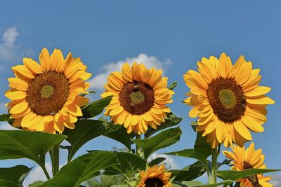 Close-up of sunflower against sky