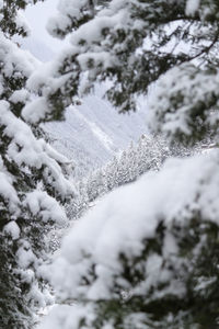 Close-up of snow covered tree