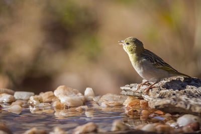 Close-up of bird perching on rock