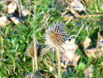 Close-up of wilted thistle on field