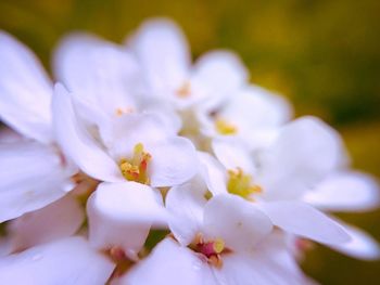 Close-up of white flowers