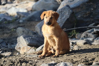 Portrait of dog on rock