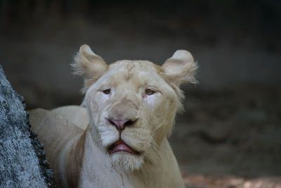 Portrait of lion