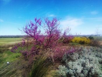 Flowering plants on field against blue sky