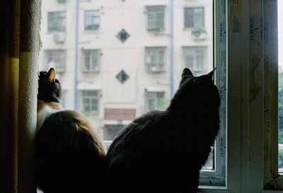 Rear view of cat looking through window