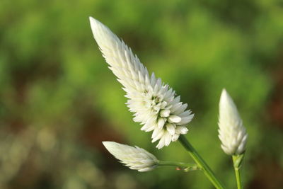 Close-up of white flowering plant