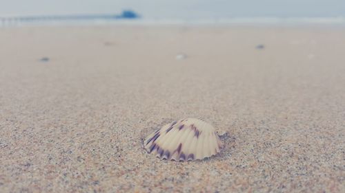 Close-up of seashell on sand at beach