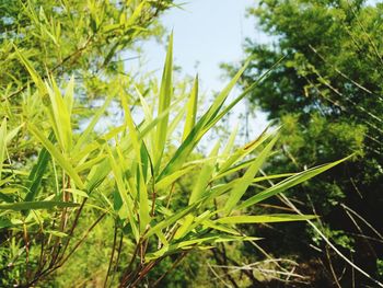 Close-up of plant growing on field