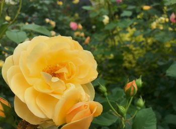 Close-up of yellow rose flower