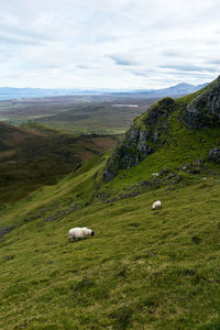 Scenic view of sheep grazing on green grass in the highlands of scotland