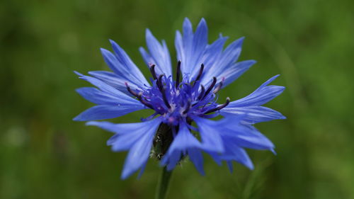 Close-up of purple flower