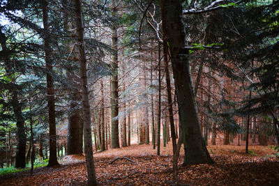 Trees in forest during autumn