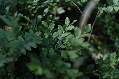 Close-up of plant