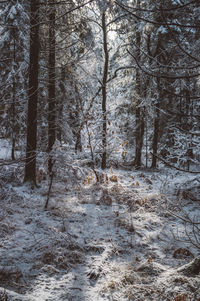 Trees in forest during winter