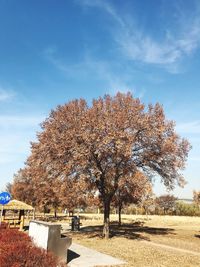 Trees on field against blue sky