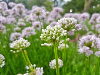 Close-up of purple flowering plant on field