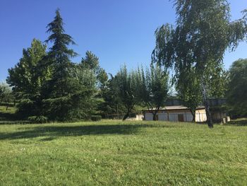 Trees in park against clear sky