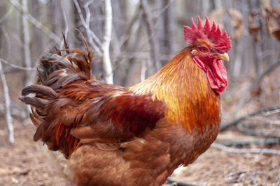 Close-up of rooster