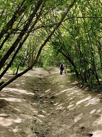 Rear view of person walking on footpath in forest