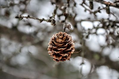 Close-up of pine cone on plant during winter