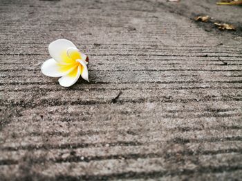 Close-up of white flower