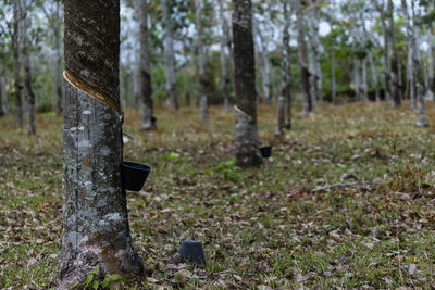 View of tree trunk in forest