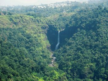 Scenic view of forest