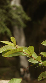 Close-up of plant leaves on land