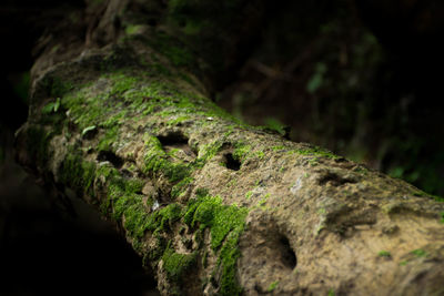 Close-up of lizard on tree trunk