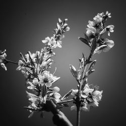 Close-up of flowering plant against clear sky