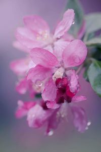 Close-up of pink flowers