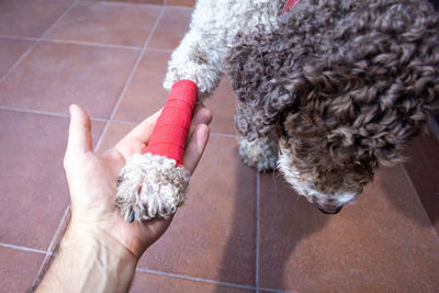 Injured dog with bandaged leg putting paw in human palm