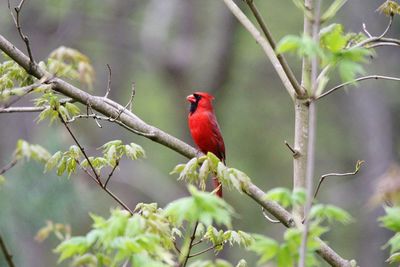 Bird perching on branch