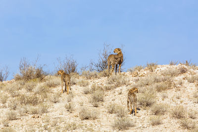 View of animal on field against clear sky